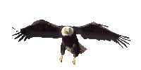 symbole-rapace-impitoyable illustration-rapaces-d'un-monde-répugnant