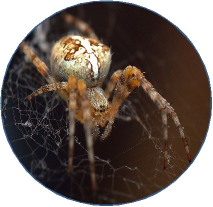 photo circulaire dans cadre blanc d'une araigne tissant sa toile