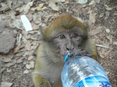 Macaque magot secouru avec apport eau photo de jeune macaque magot désaltéré