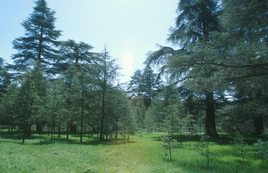 cédraie dans le secteur d'Azrou, Maroc photo de cèdres dans le secteur d'Azrou, Maroc