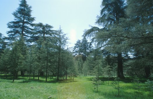 photo de cdres dans le secteur d'Azrou, Maroc