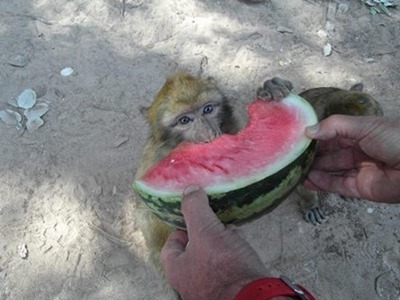 photo de Macaque magot aid en alimentation avec pastque
