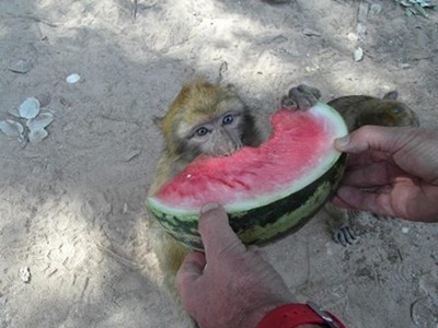 Macaque magot secouru avec apport pastèque photo de Macaque magot aidé en alimentation avec pastèque