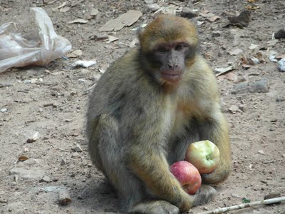 photo de Macaque magot aid en alimentation avec pommes