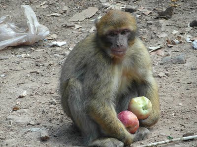 Macaque magot secouru avec apport pommes photo de Macaque magot aidé en alimentation avec pommes