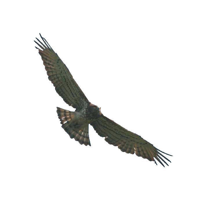 symbole pour dépeceurs et profiteurs de crise illustration par oiseau de proie, buse en vol