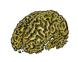 illustration avec dilation de cerveau humain dor