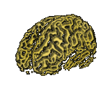 figuration d'un cerveau surexité par émotions illustration avec dilation de cerveau humain doré