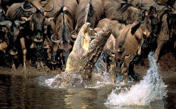 allégorie des peuples effrayés par les prédateurs usant de politiques antisociales illustration avec crocodile ouvrant gueule devant troupeau de gnous