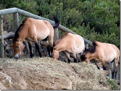 photo d'animaux dans un zoo sordide : chevaux de Przewalski