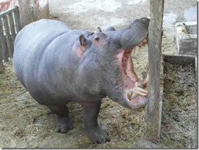 animal en souffrance 3 : hippopotame photo d'animal dans un zoo sordide : hippopotame
