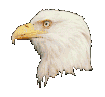 regard de l'aigle américain tête blanche d'aigle pour illustrer métaphore