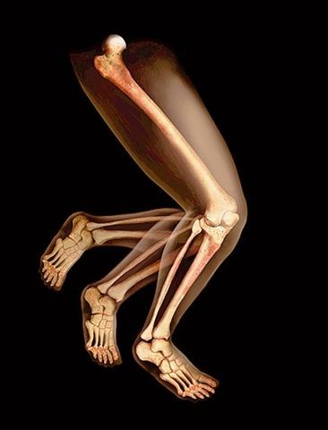 illustration par squelette de la jambe humaine