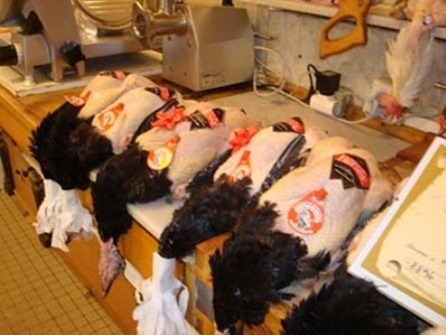 figuration de la bonne chère à base animale photo de cadavres de dindes alignés sur un établi de boucher-charcutier