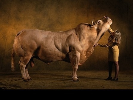figuration du commerce de la viande, évaluation d'un bovin sur pied photo d'un femme maquignonne estimant gros spécimen bovin