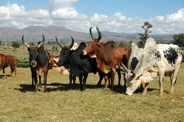 photo d'un groupe de zbus dans un pr de Madagascar