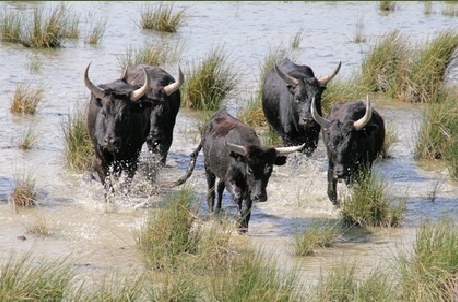 photo de cinq taureaux courant en libert dans les marcages de Camargue