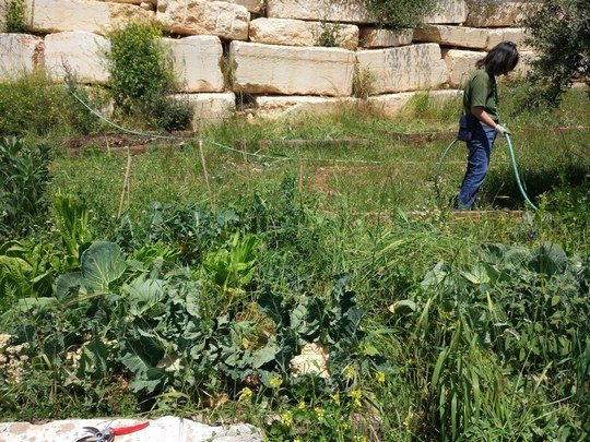 Travaux pratiques pour l'étude de la biodiversité ! Photo de jardin à Institut palestinien de la biodiversité et de développement durable, Université de Bethléem.
