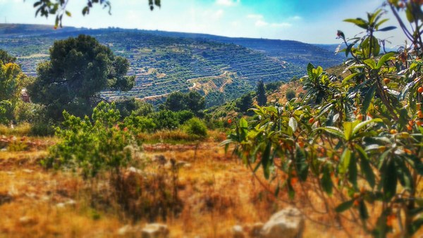 Photo de paysage, valle dAl-Makhrour  Bethlem en Palestine.