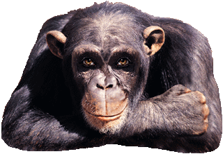 illustration symbole d'approbation pour une amélioration du droit protecteur de l’animal. image animée d'un chimpanzé, approbateur, levant le pouce.