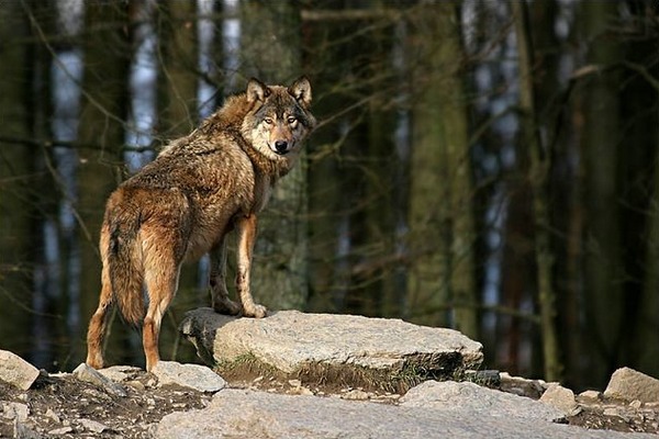 photo de loup, pattes sur roc, au milieu des troncs d'une fort.