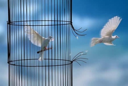 Image de colombes s'chappant d'une cage ouverte.