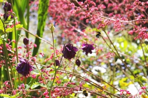 évocation_plantes graciles, aux fleurs mauves et légères illustration avec composition aux fleurs graciles, mauves et roses