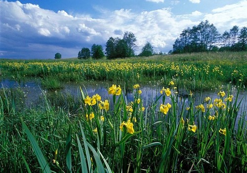 symbole_laisse-demain-au-passe, le passé revenant marche sur les œufs brouillés de l’avenir photo de lys martagon en prairie humide, horizon nuageux