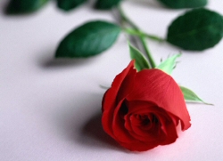 rose rouge symbole parfum