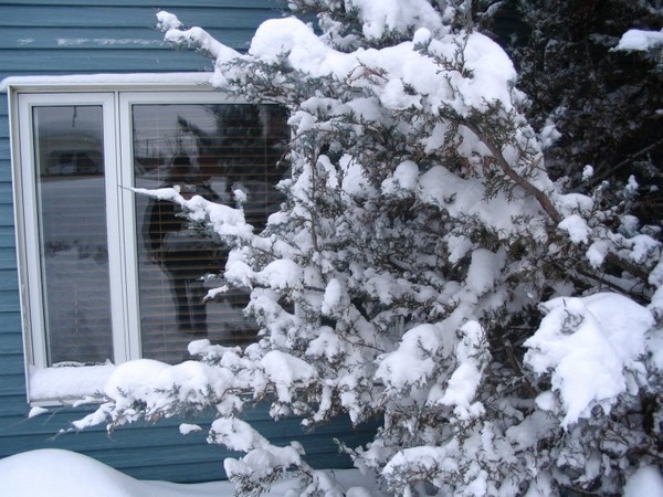 Photo de fentre de maison avec silhouette, derrire branche charge de neige.