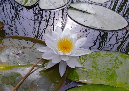 illustration-poème symbole_bonne-annee-ours