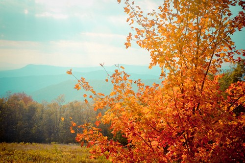 Voici revenues les langueurs...dans les voies automnales, nécrose du ciel autant que des feuillages. Photo, paysage d'automne de monts et bois, tons cyan et or prédominants