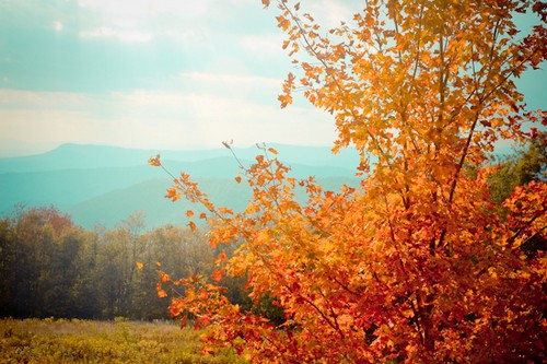 Photo, paysage d'automne de monts et bois, tons cyan et or prdominants