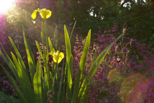 illustration-poème, évocation de sérénité et optimisme coin fleuri, ensoleillé, devant feuillages