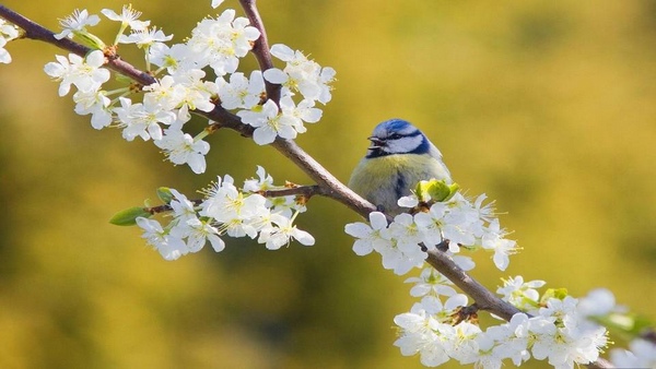 Pensée tendre, tout se dit et se redit dans la clarté et la lumière Mésange, bec ouvert, sur rameau fleuri, blanc, sur fond doré