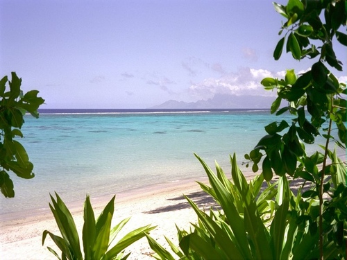 illustration-texte cadre idyllique tropical