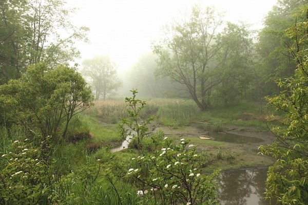 illustration-poème, archipels de la mémoire comme les réseaux dans une flaque d’eau fleurs et flaques d'eau, nature brumeuse aux aurores